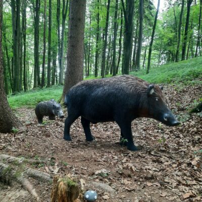 Starker Keiler mit Anhang
