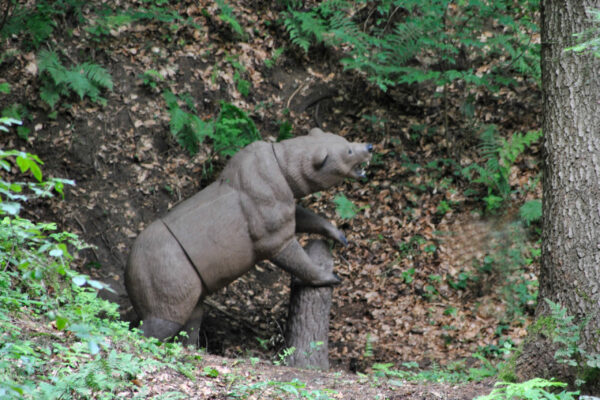 Ein Grizzly bewacht die Labe
