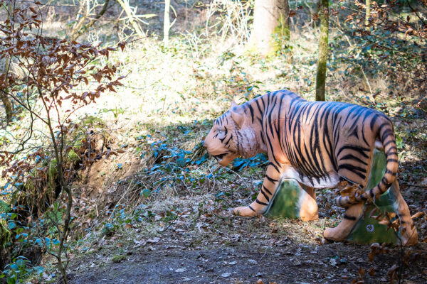 "Shir Kaan" der Tiger