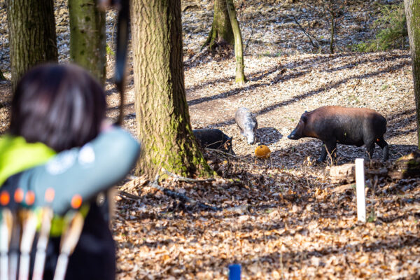 Pirsch auf eine Wildschwein-Gruppe